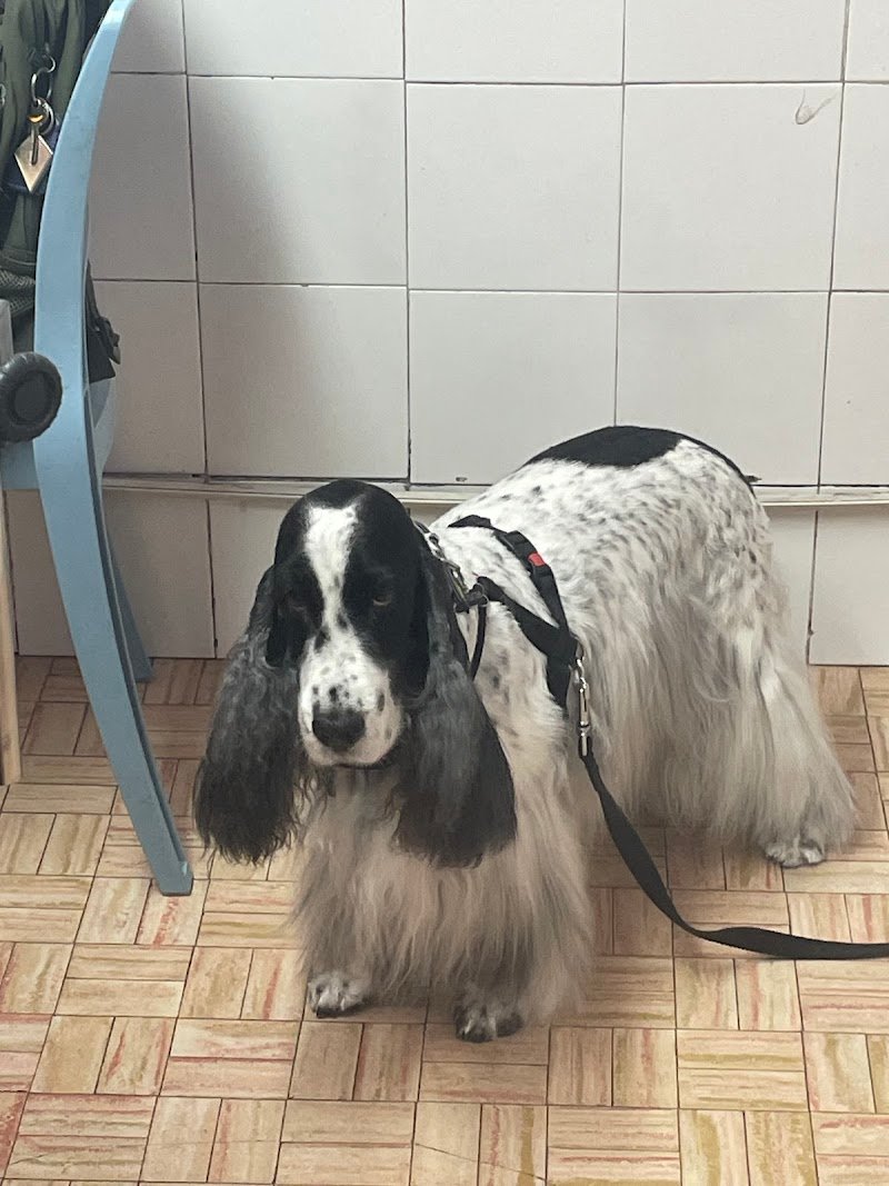 Toelette Cani & Gatti Marlia - Foto 6