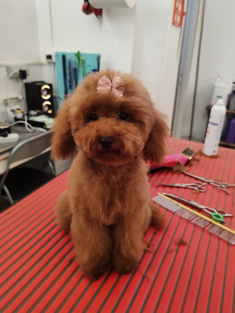 Toelette Elena Pet Stylist - Toelettatura Da Signori - Foto 1