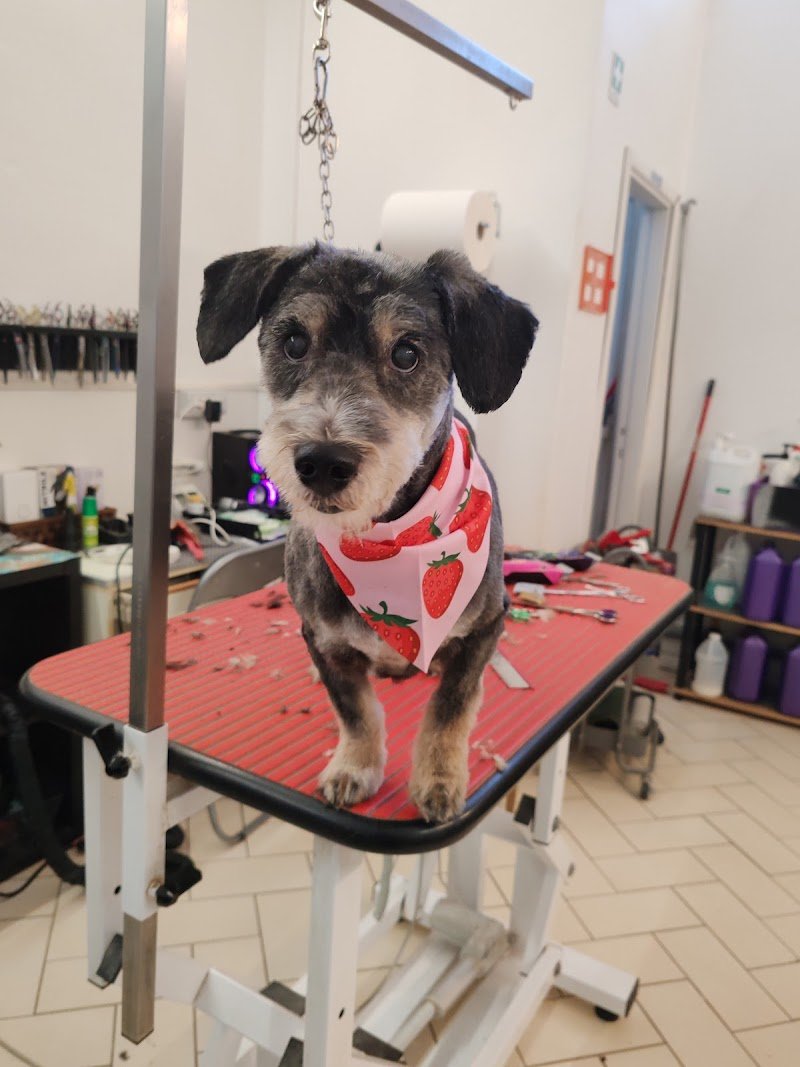 Toelette Elena Pet Stylist - Toelettatura Da Signori - Foto 2