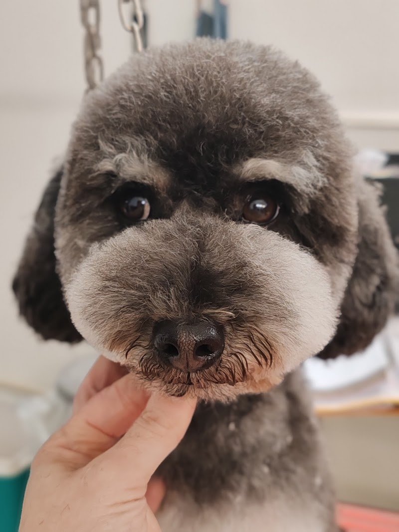 Toelette Elena Pet Stylist - Toelettatura Da Signori - Foto 3