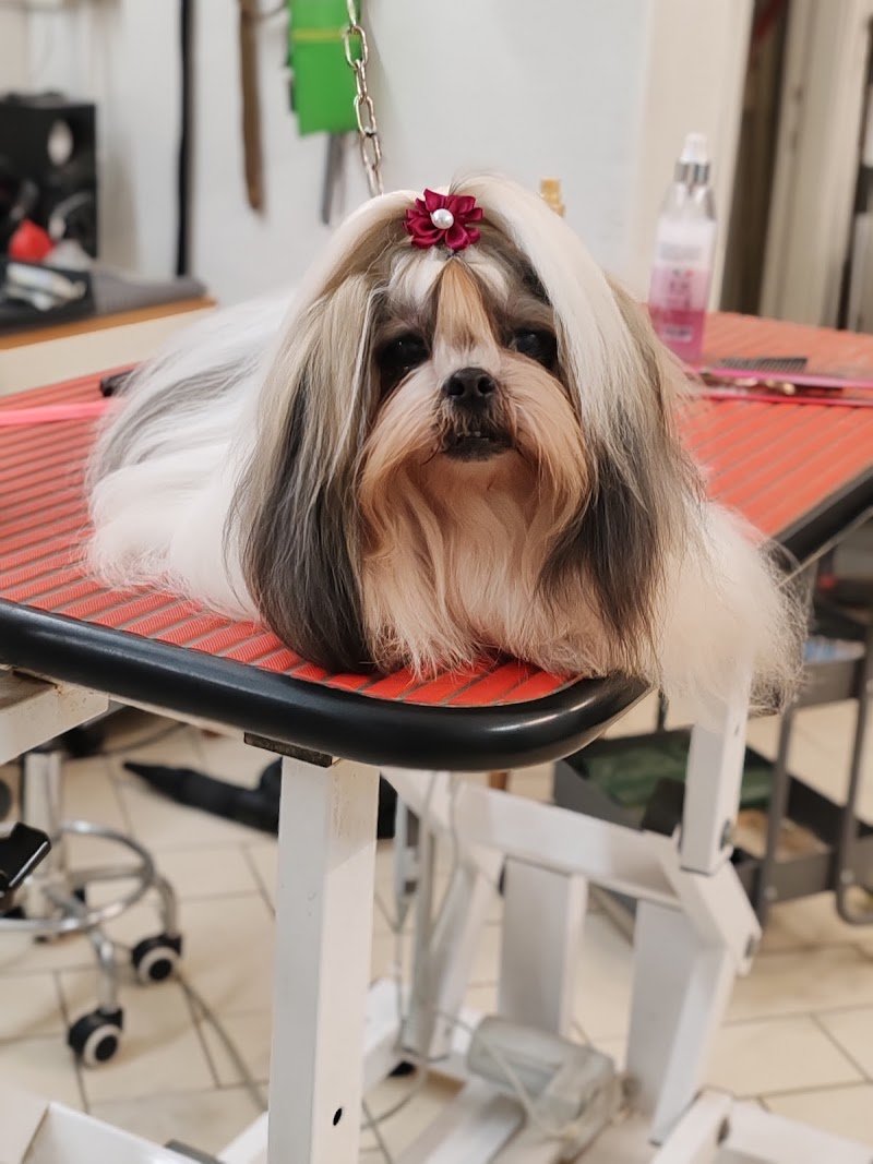 Toelette Elena Pet Stylist - Toelettatura Da Signori - Foto 4