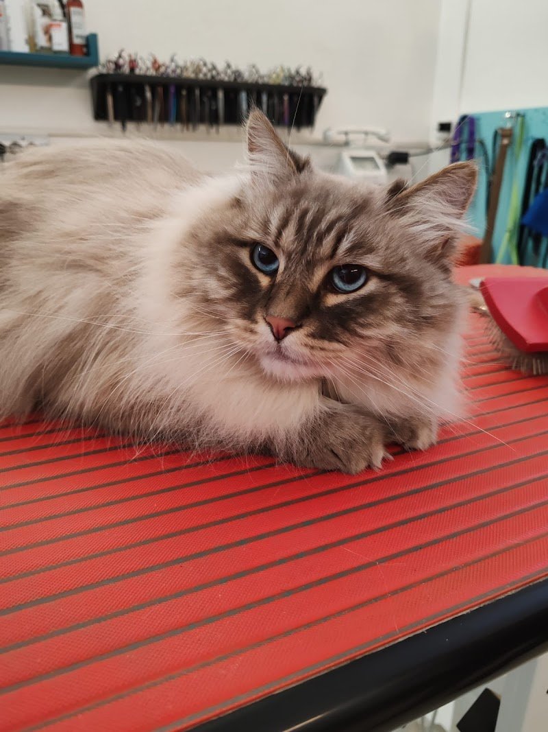 Toelette Elena Pet Stylist - Toelettatura Da Signori - Foto 5