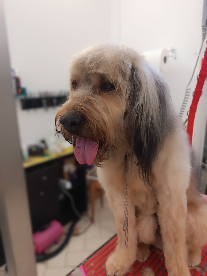 Toelette Elena Pet Stylist - Toelettatura Da Signori - Foto 6