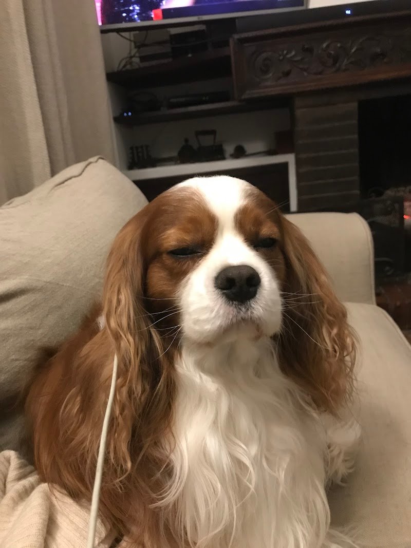 Toelette MaremmaCane Grosseto - Foto 3