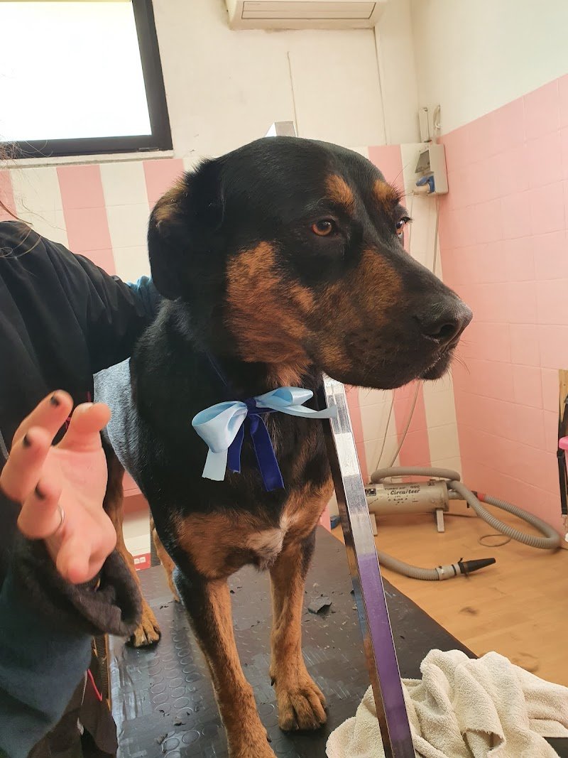 Toelette MaremmaCane Grosseto - Foto 4