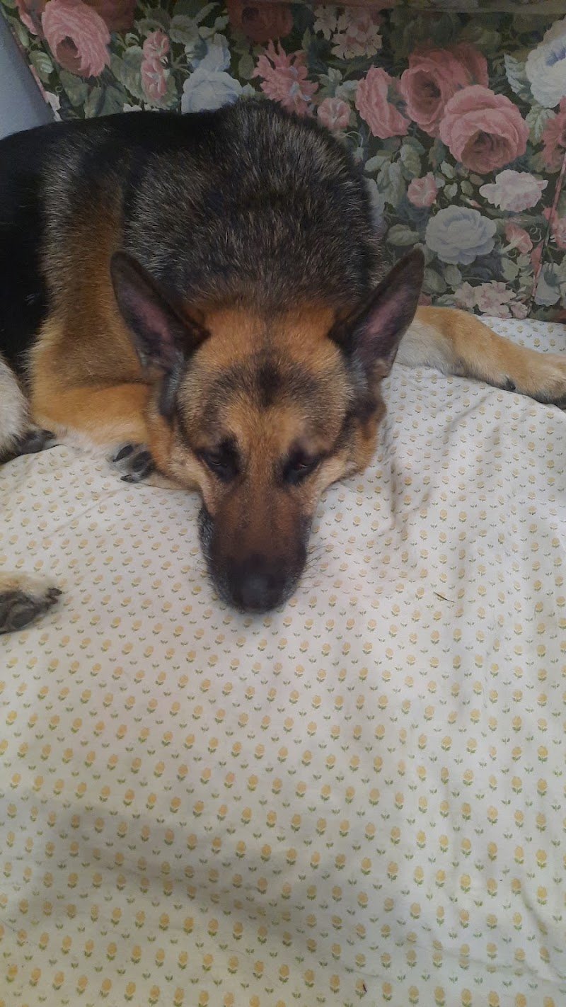 Toelette MaremmaCane Grosseto - Foto 5