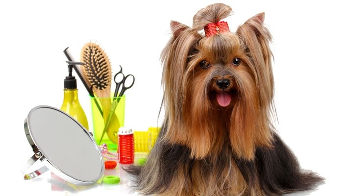 Toelette Paradise - Foto 1