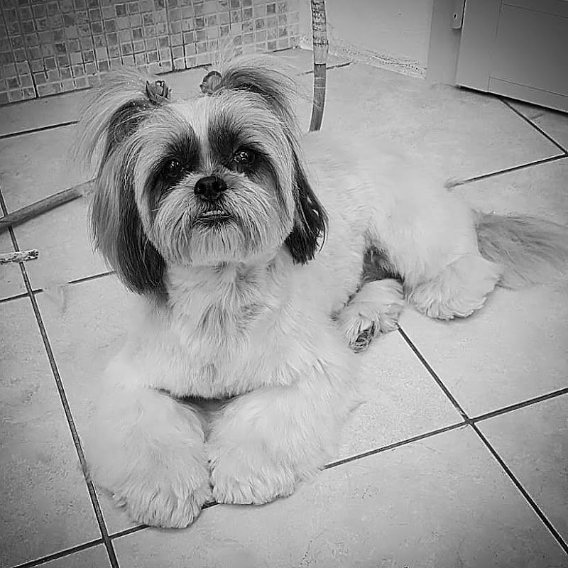 Toelette Per Cani - Foto 2