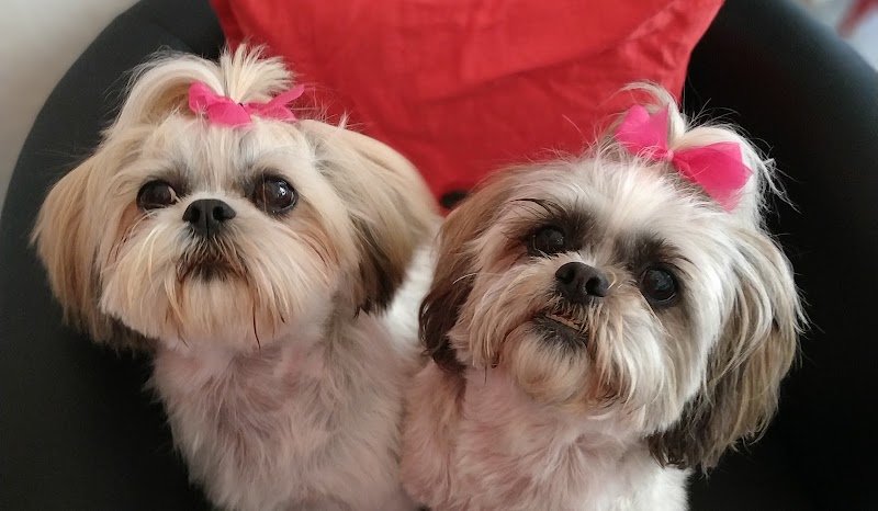 Toelette Per Cani - Foto 3