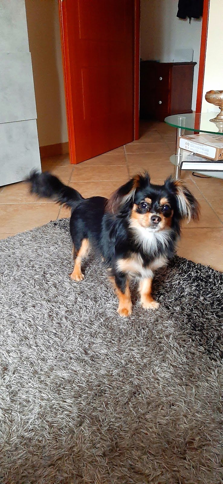 Toelette Per Cani - Foto 6