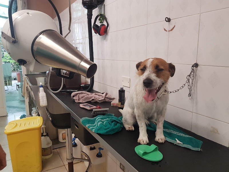 Toelette Pluto di Simi Cristiano - Foto 2