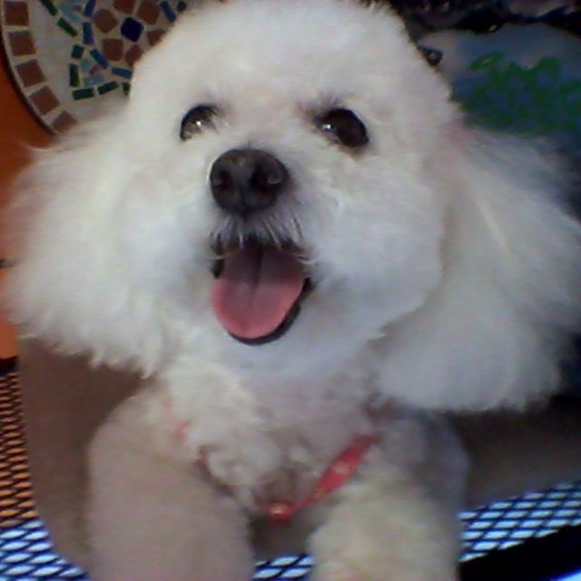 Toelette Pluto di Simi Cristiano - Foto 3