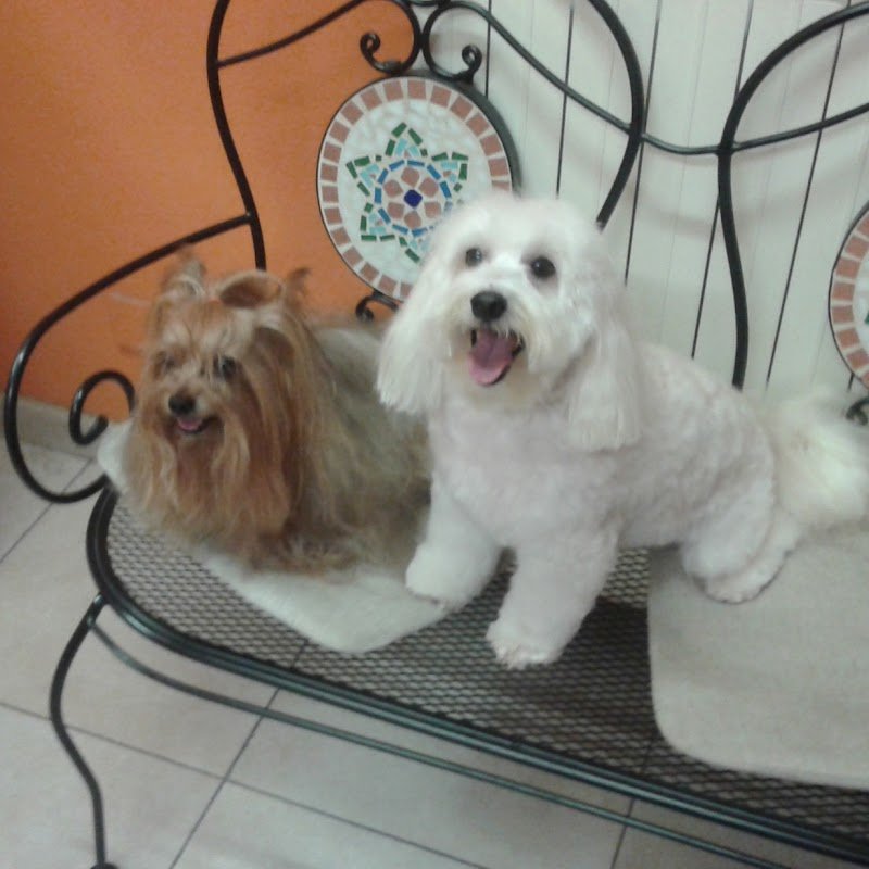 Toelette Pluto di Simi Cristiano - Foto 5