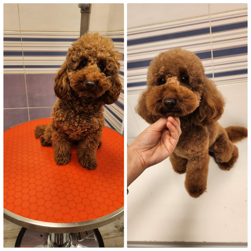 Toeletteria San Giovanni Roma - Toeletta per cani e gatti - Taglio, Lavaggio - Iv San Bernard - Foto 2