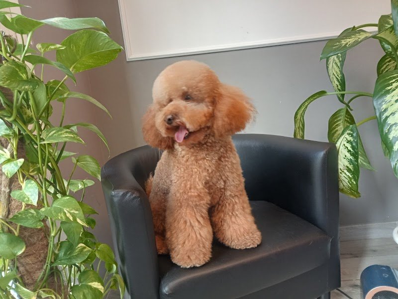 Toeletteria San Giovanni Roma - Toeletta per cani e gatti - Taglio, Lavaggio - Iv San Bernard - Foto 3