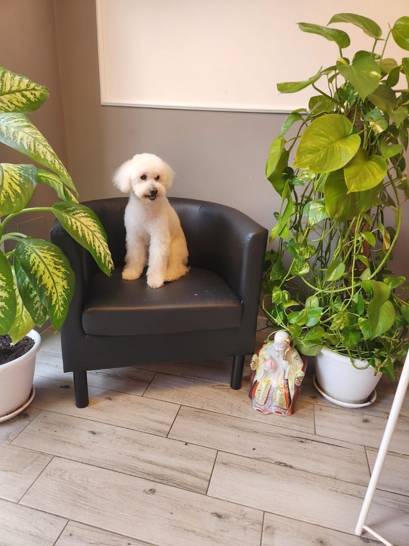 Toeletteria San Giovanni Roma - Toeletta per cani e gatti - Taglio, Lavaggio - Iv San Bernard - Foto 4