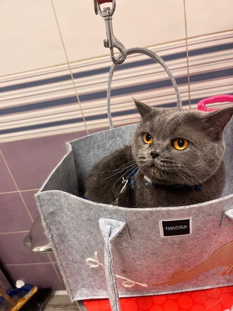 Toeletteria San Giovanni Roma - Toeletta per cani e gatti - Taglio, Lavaggio - Iv San Bernard - Foto 5