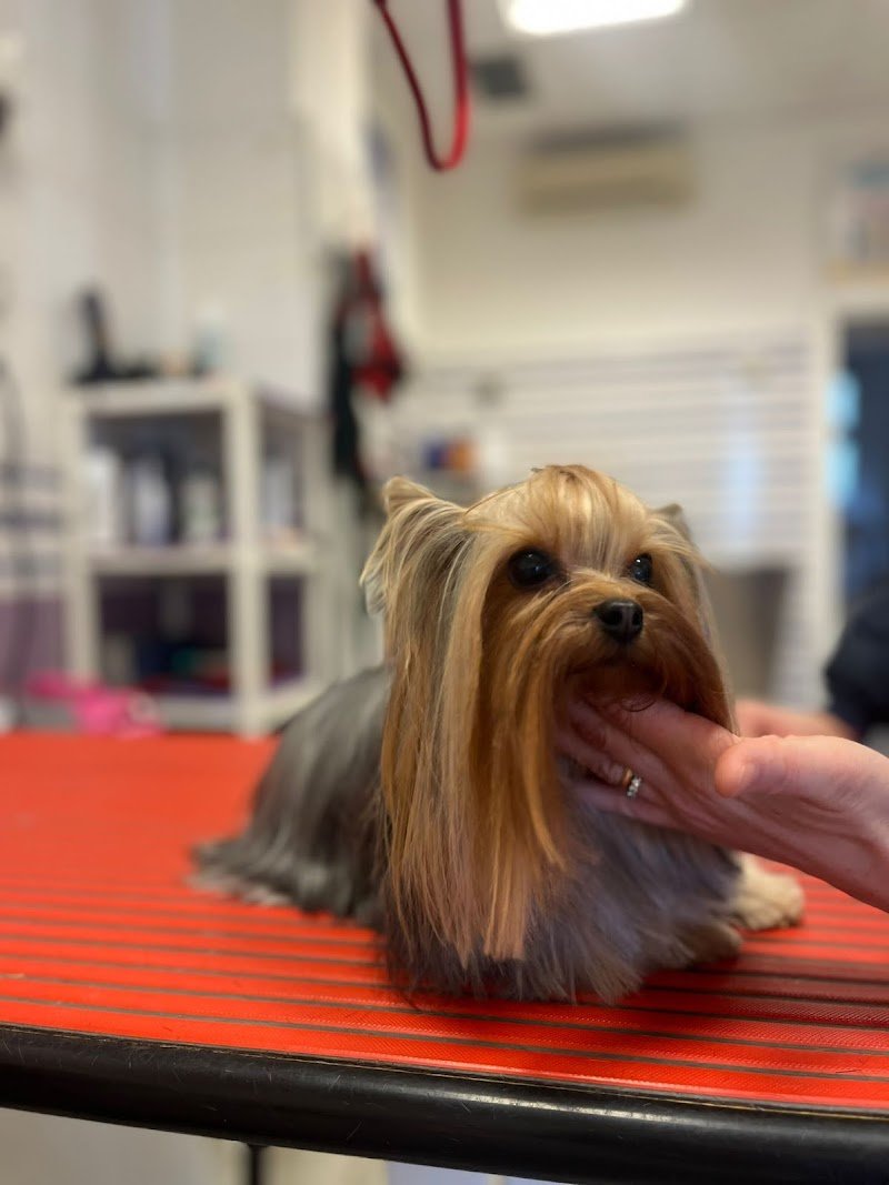 Toeletteria San Giovanni Roma - Toeletta per cani e gatti - Taglio, Lavaggio - Iv San Bernard - Foto 6