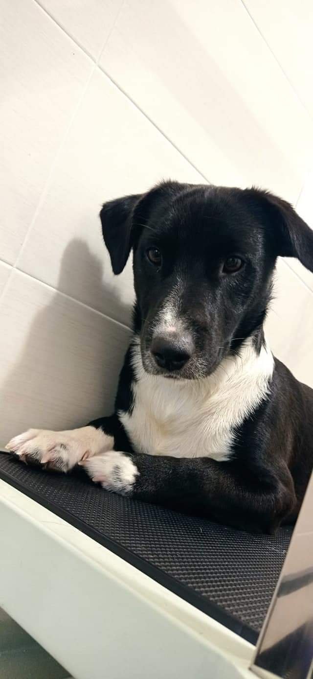 Toelettura Oasi dog - Foto 2