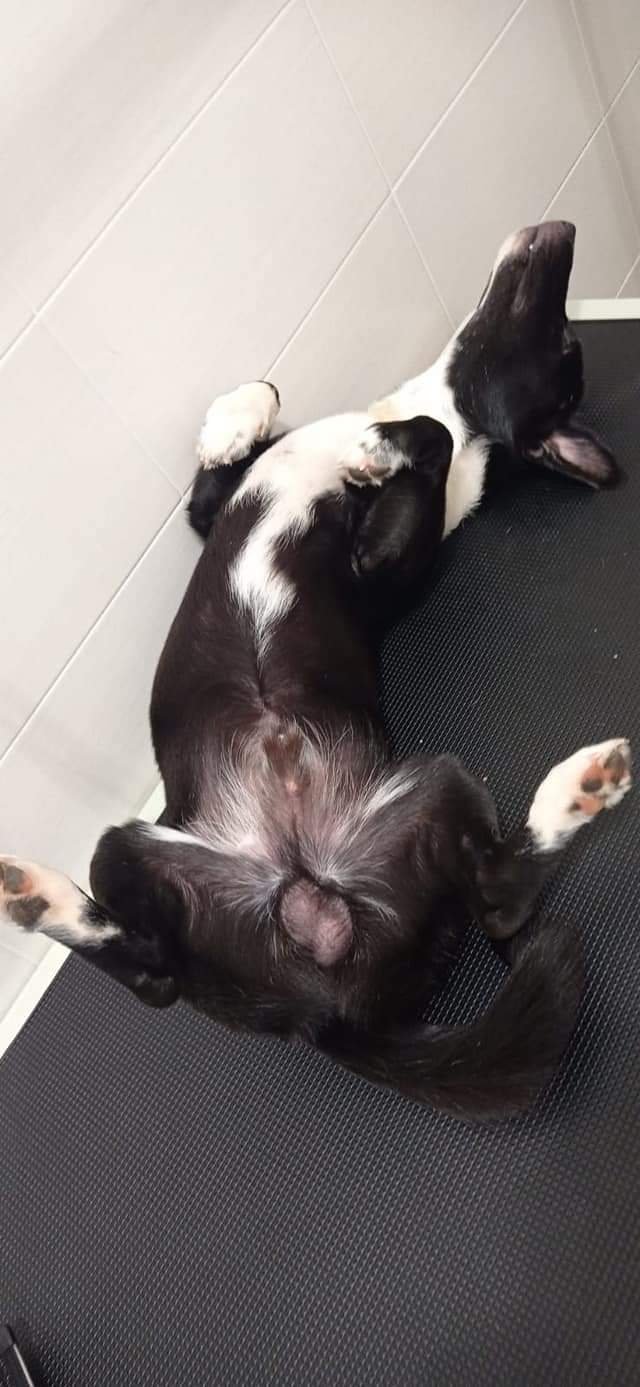 Toelettura Oasi dog - Foto 3