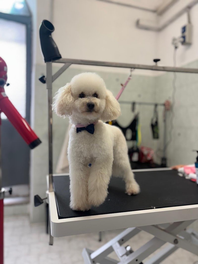 Togo beauty salon - Foto 6