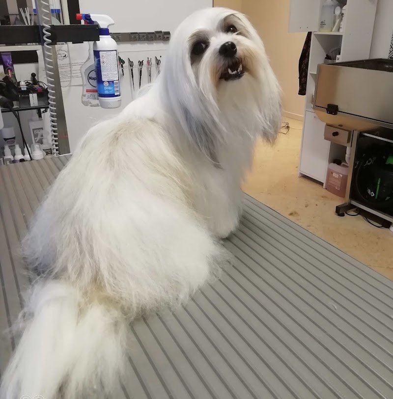 Toilette coi fiocchi - Foto 3