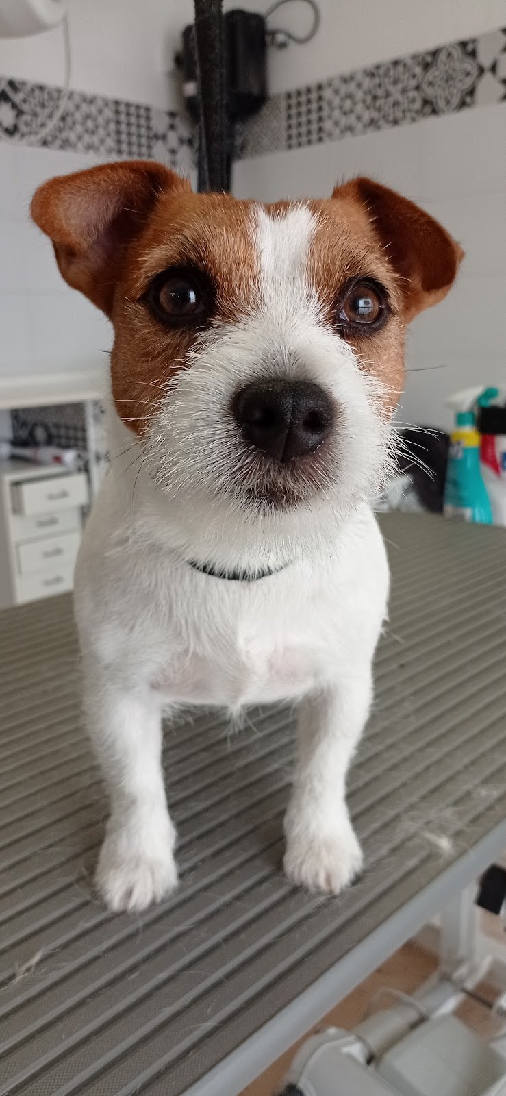 Toilette coi fiocchi - Foto 5