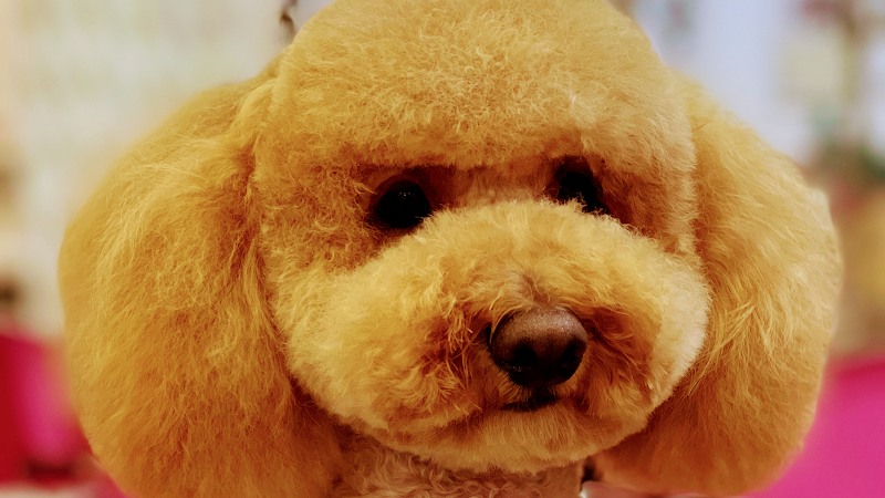 Toilette Niagara Di Chelli Simona - Foto 1