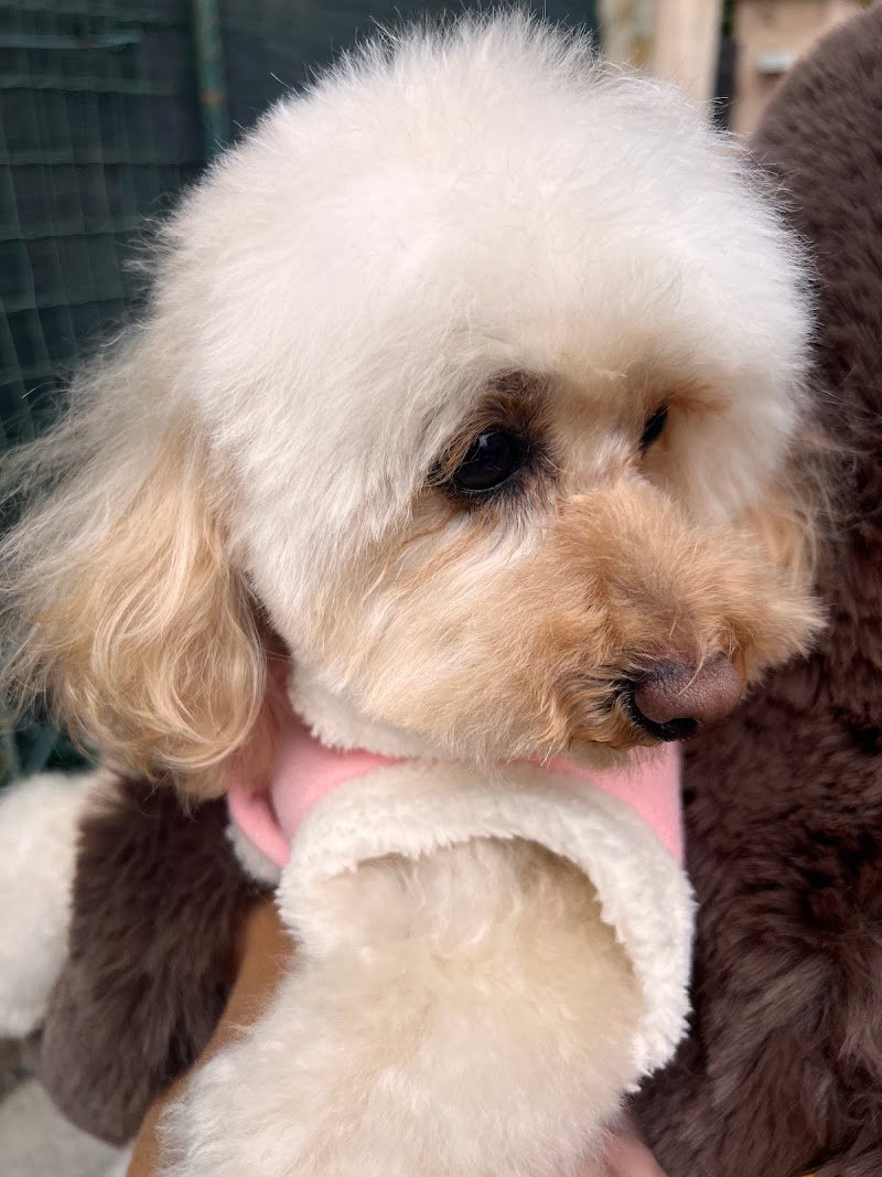 Toilette Niagara Di Chelli Simona - Foto 6