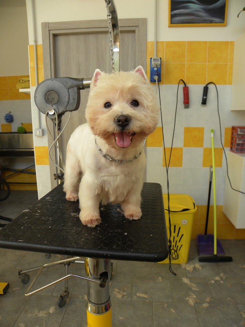 Toilette Pempelo - Foto 2