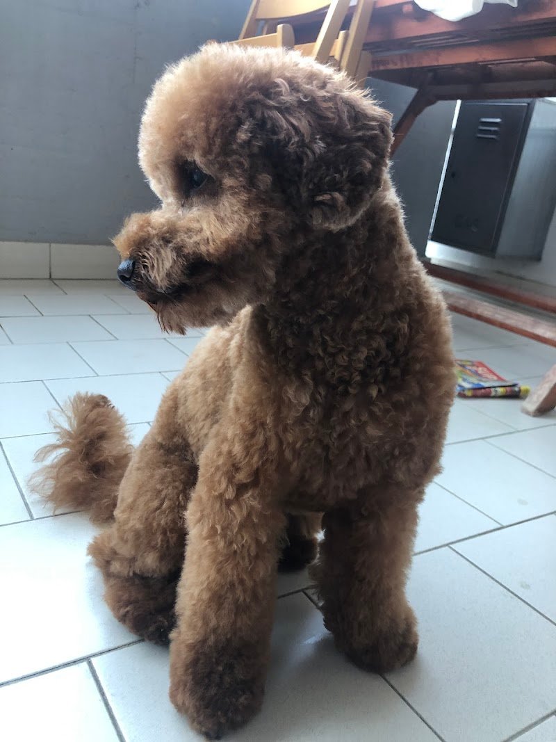 Toilette Pempelo - Foto 5