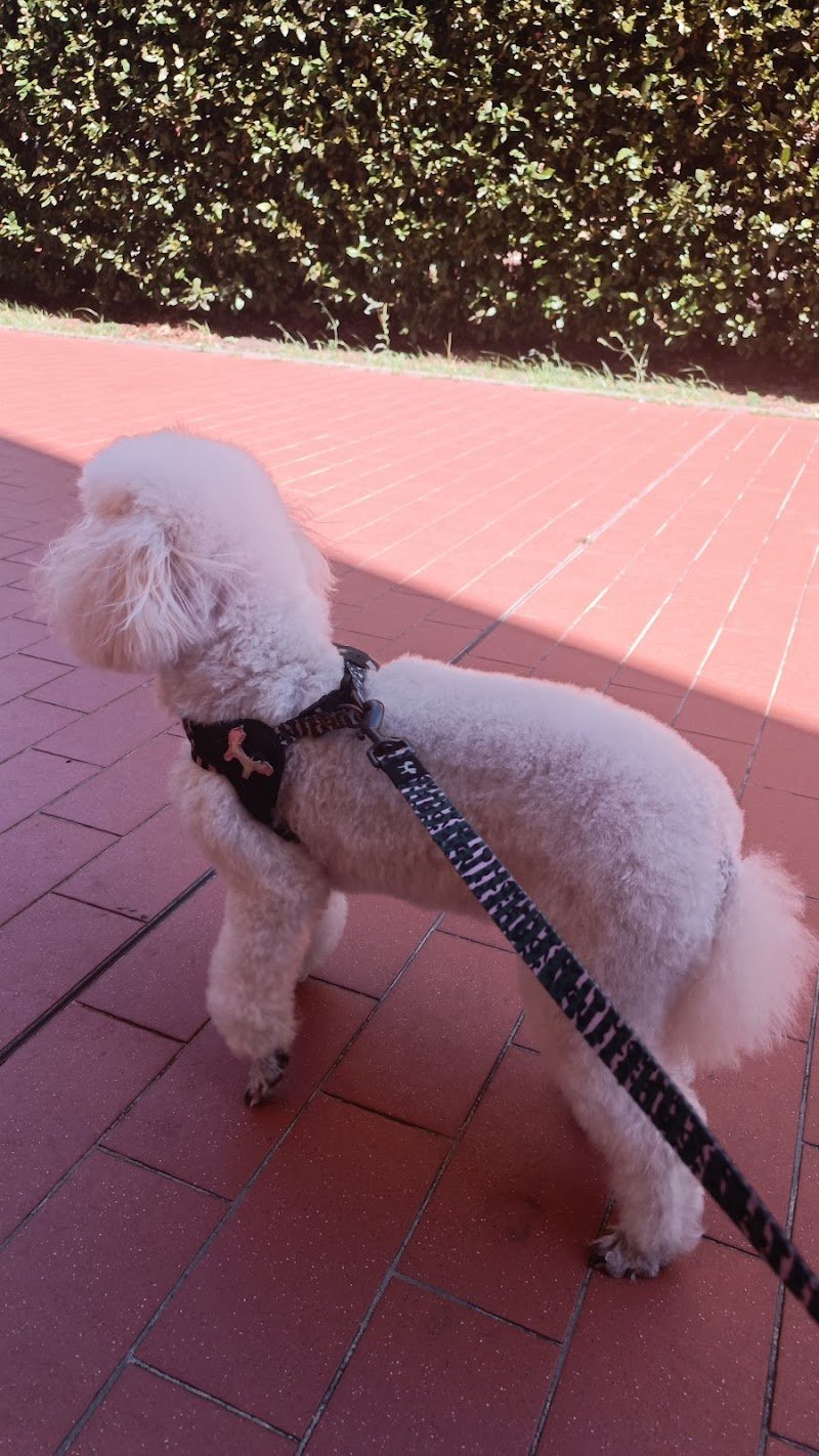 Toilette per animali monica - Foto 2