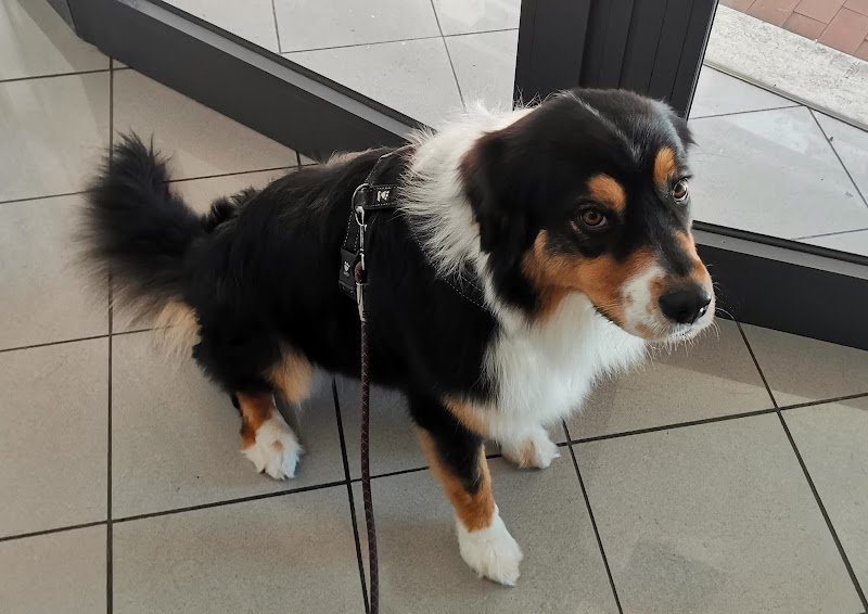 Toilette per animali monica - Foto 3