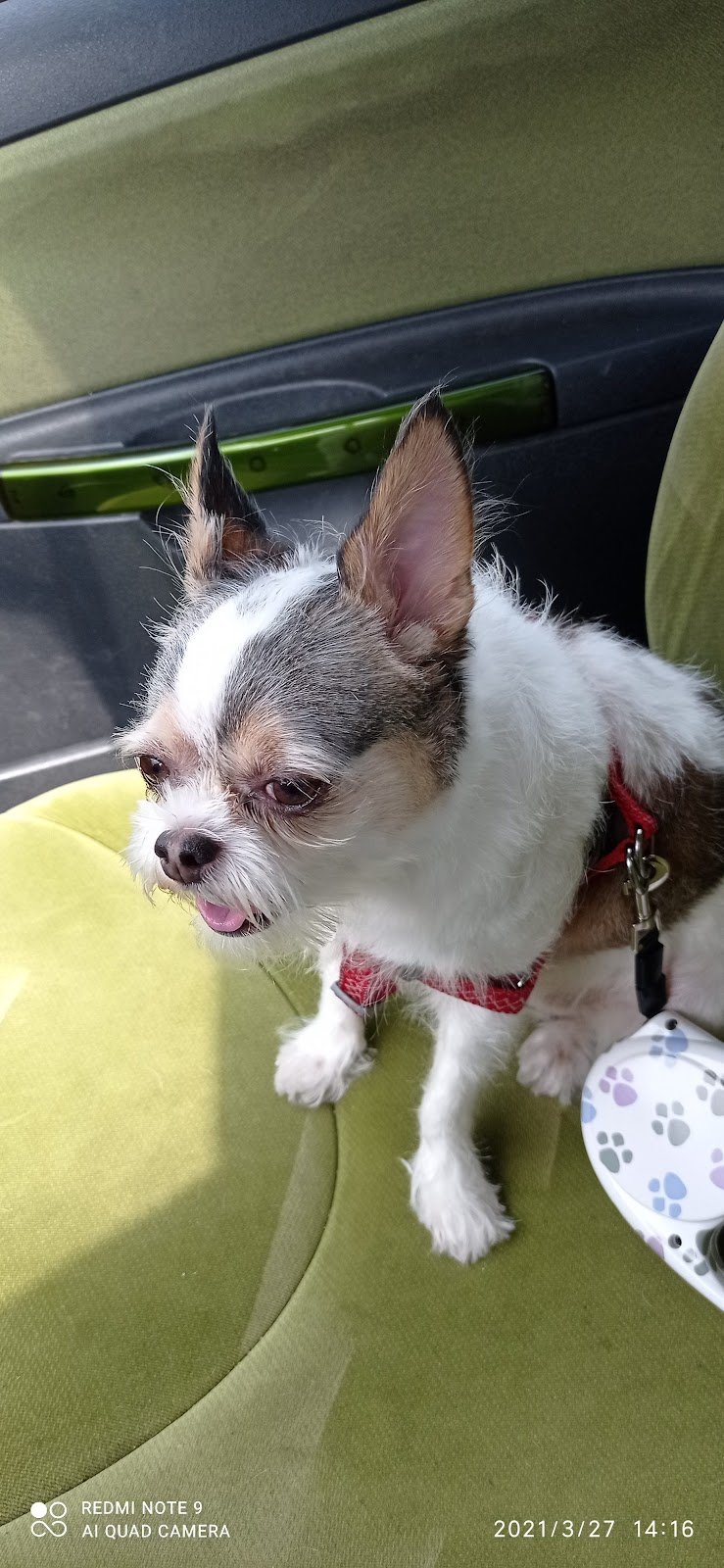 Toilette per animali monica - Foto 4