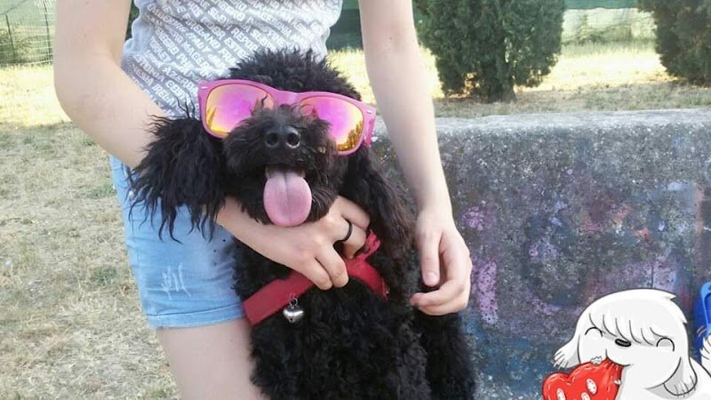 Toilette per animali monica - Foto 5