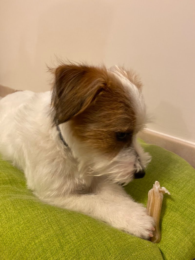 Toilette per Cani da Santina - Foto 1