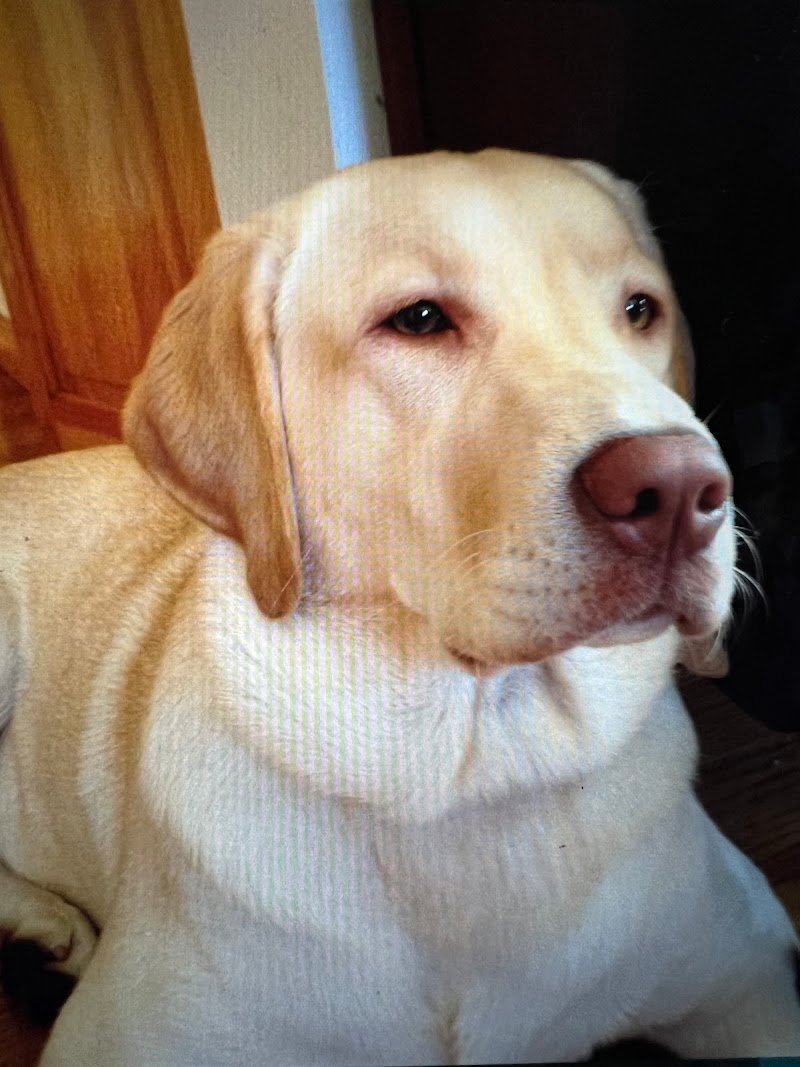 Toilette per Cani da Santina - Foto 2