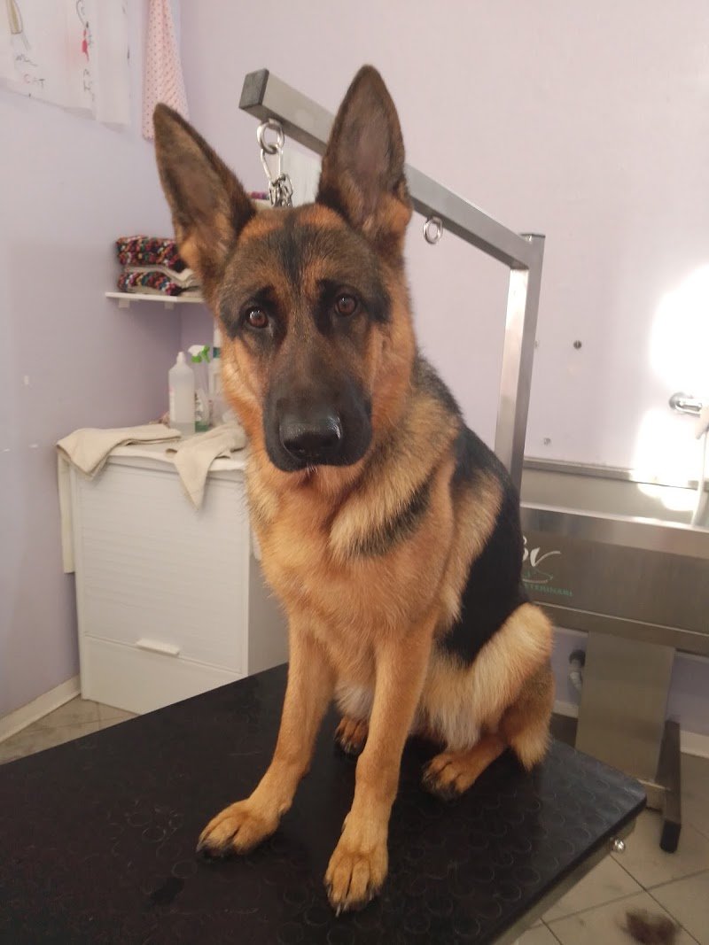 Toilette TUTTI IN CODA - Foto 4