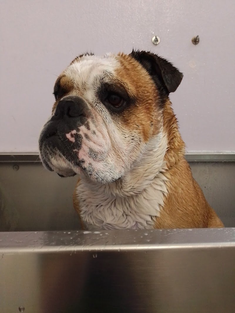 Toilette TUTTI IN CODA - Foto 5