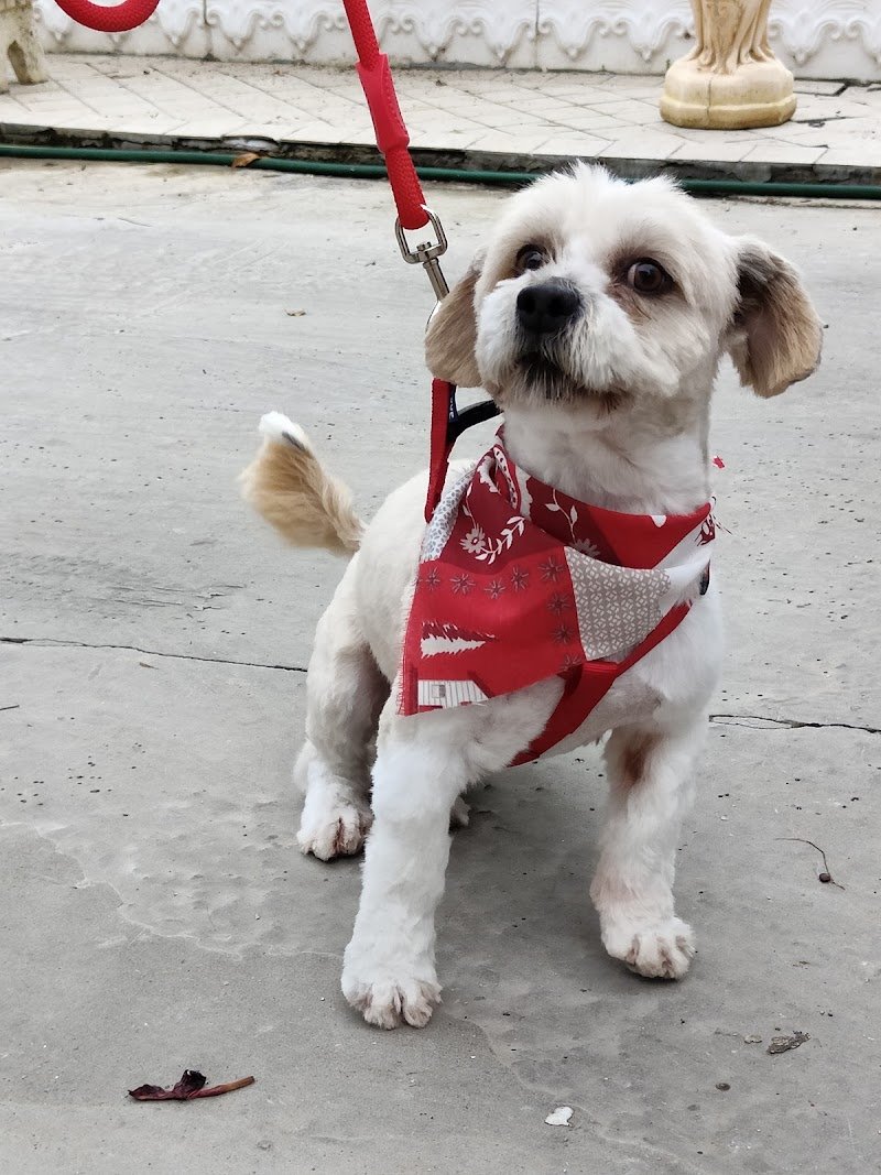 Tom And Jerry Di Urgolo Rosalba - Foto 1