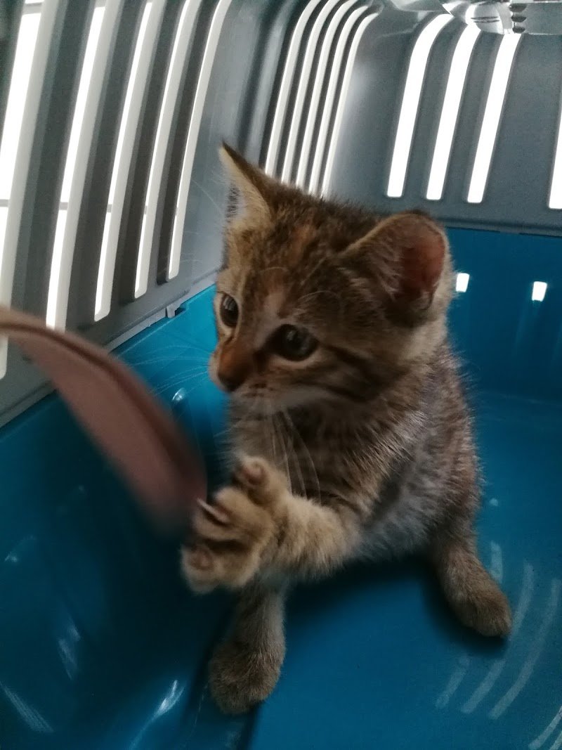 Tom And Jerry Di Urgolo Rosalba - Foto 2