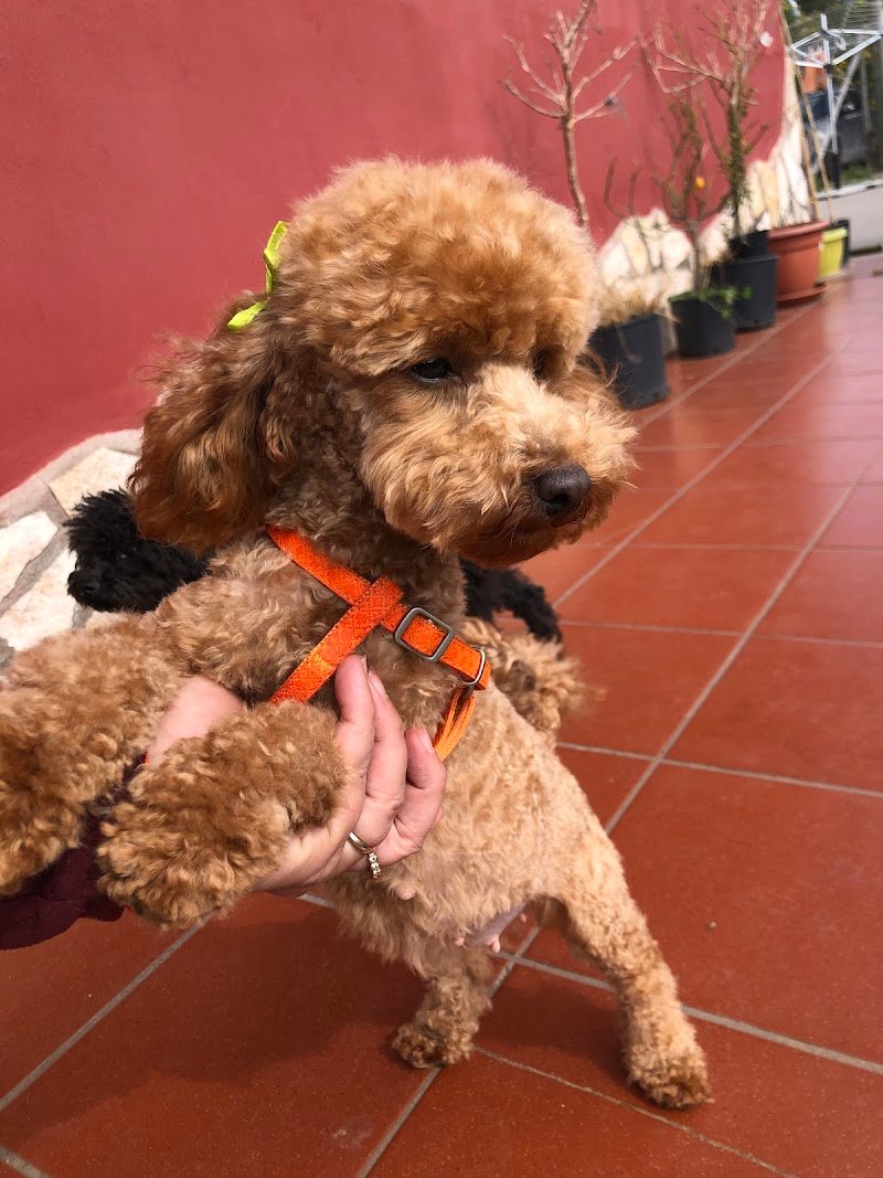 Tom And Jerry Di Urgolo Rosalba - Foto 3