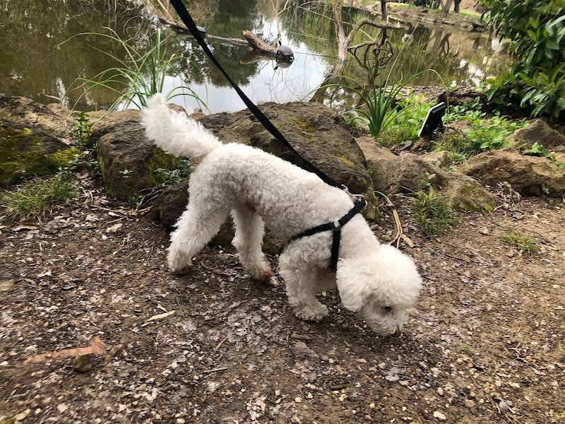 Tom And Jerry Di Urgolo Rosalba - Foto 5