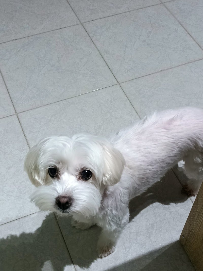 Tom And Jerry Di Urgolo Rosalba - Foto 6