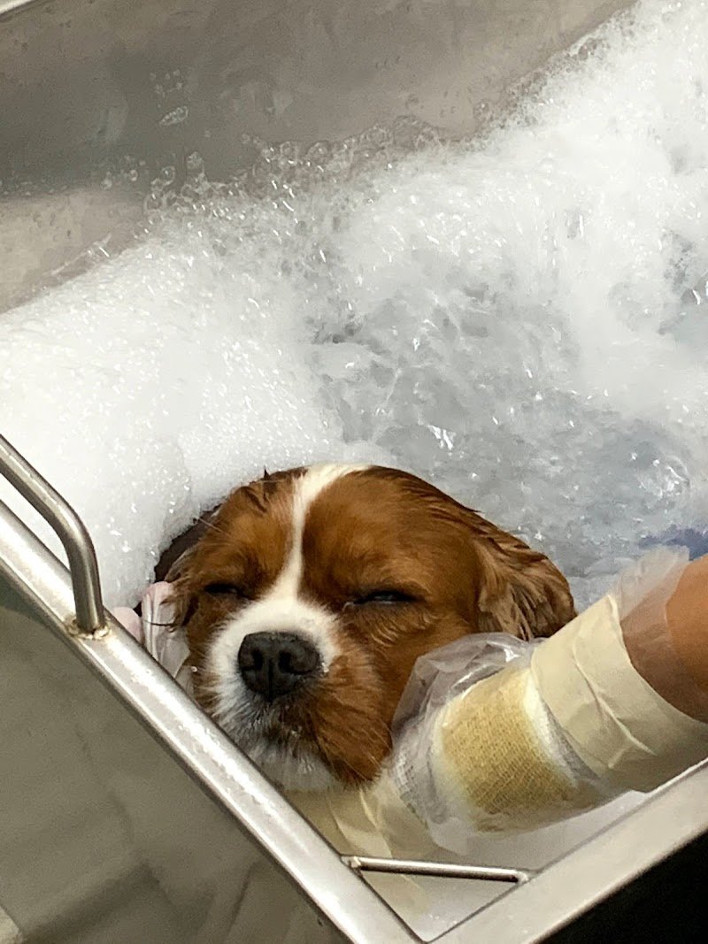 Tom And Jerry - Foto 2