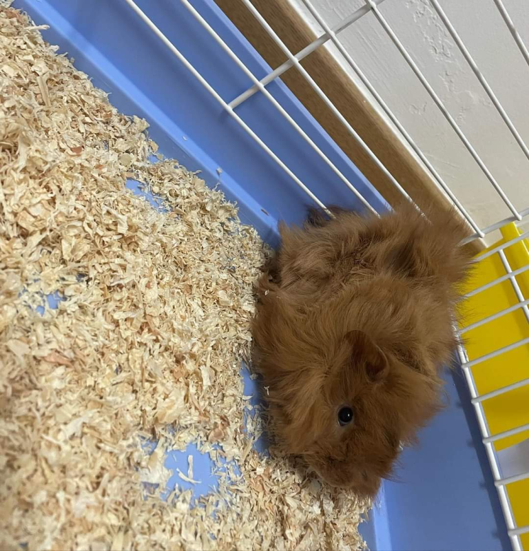 Tom and Jerry Pet Shop - Foto 2