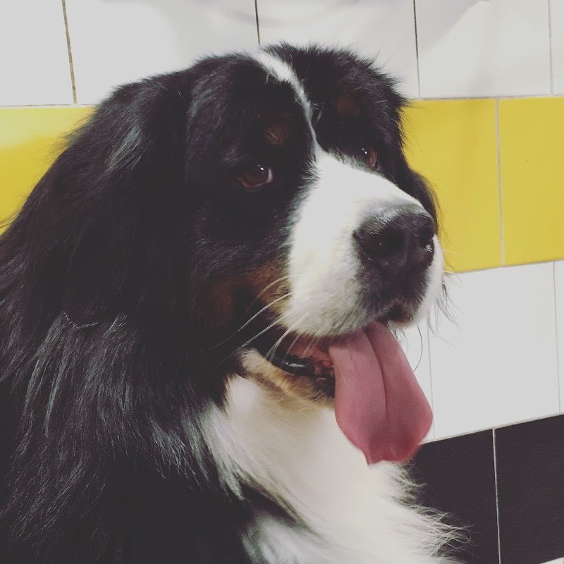 Tom E Jerry - Foto 3