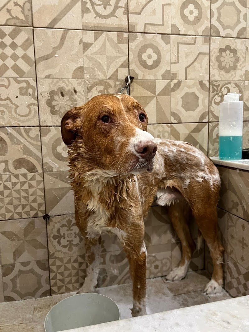 Tom e Jerry Pet Shop - Foto 5