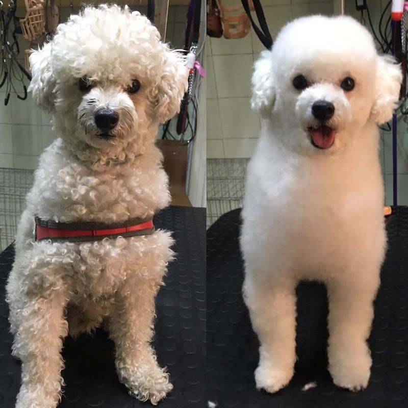 Tom e Jerry Pet Shop - Foto 6