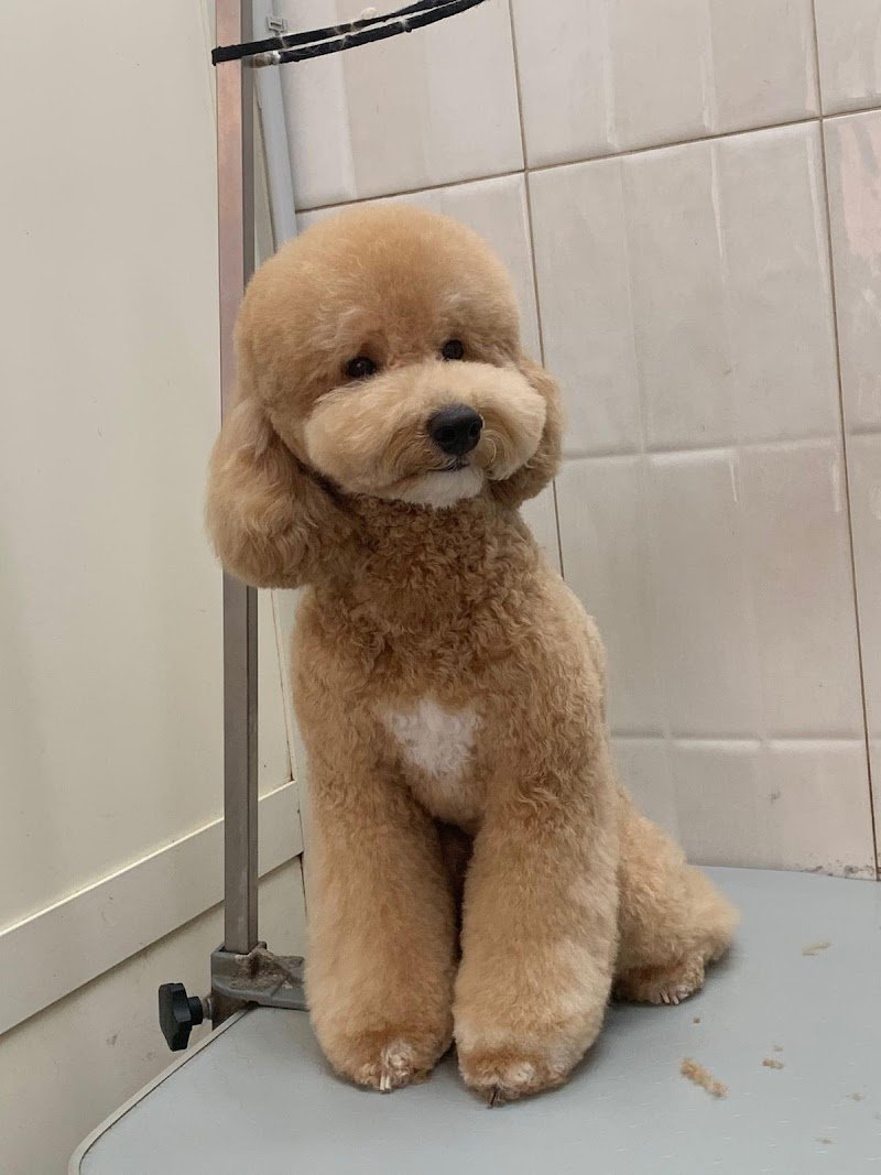 TommyStylePetGroom - Foto 1